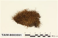 藏品(叢苔科)的圖片